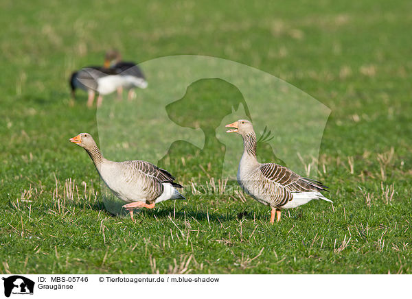 Graugnse / greylag geese / MBS-05746