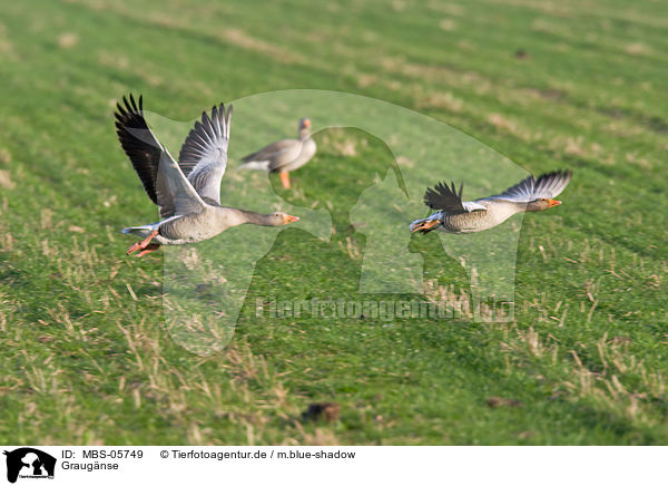 Graugnse / greylag geese / MBS-05749