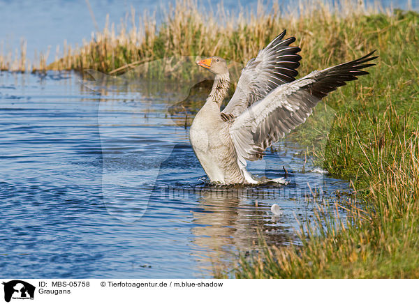 Graugans / greylag goose / MBS-05758