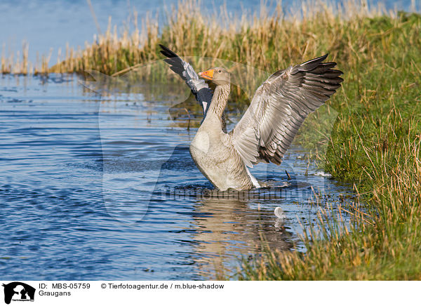 Graugans / greylag goose / MBS-05759