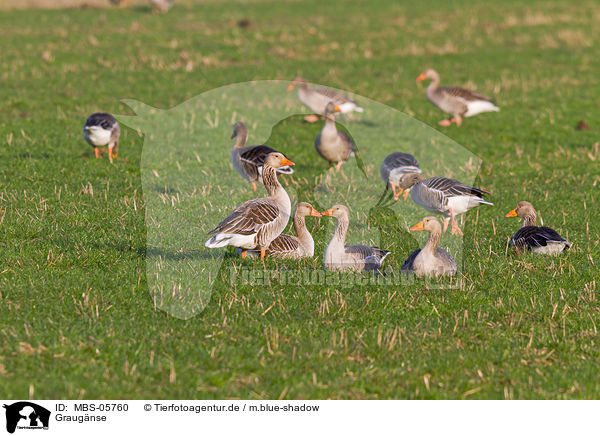 Graugnse / greylag geese / MBS-05760
