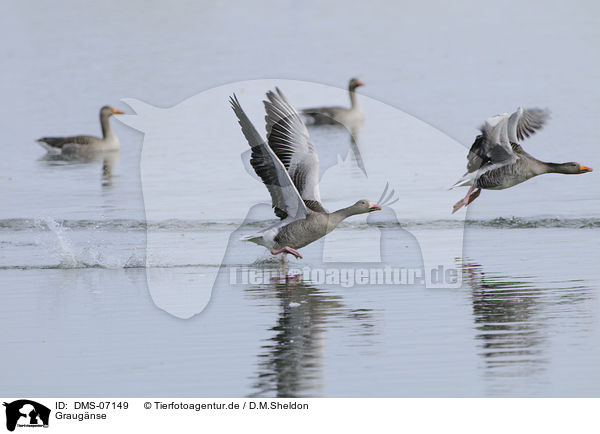 Graugnse / greylag geese / DMS-07149