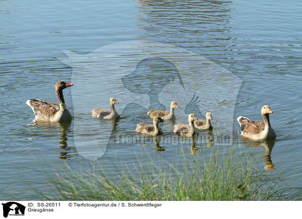 Graug�nse / SS-26511
