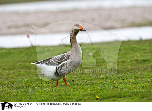 Graugans / MBS-07584