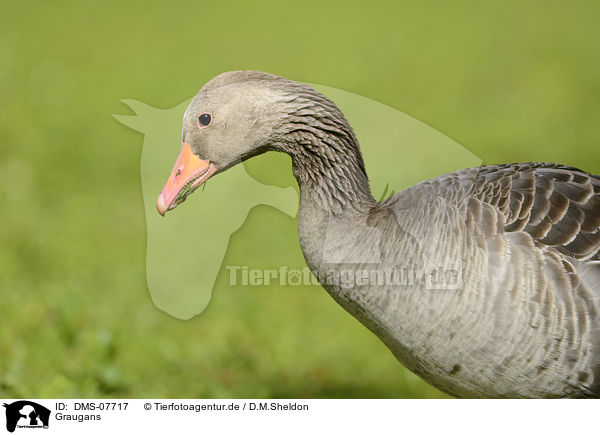 Graugans / DMS-07717