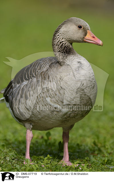 Graugans / greylag goose / DMS-07719