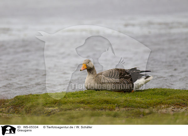 Graugans / WS-05334