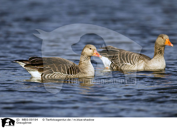 Graug�nse / MBS-09194