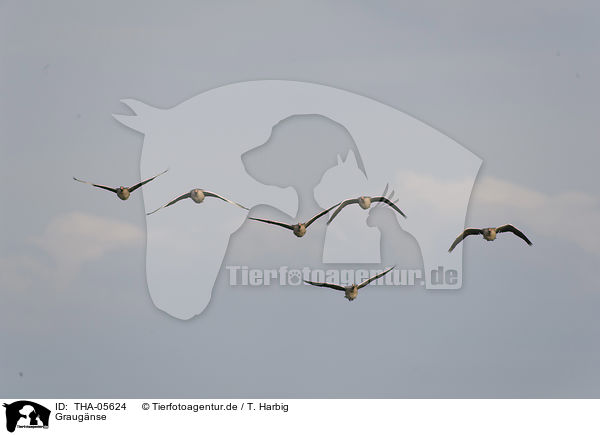 Graug�nse / THA-05624