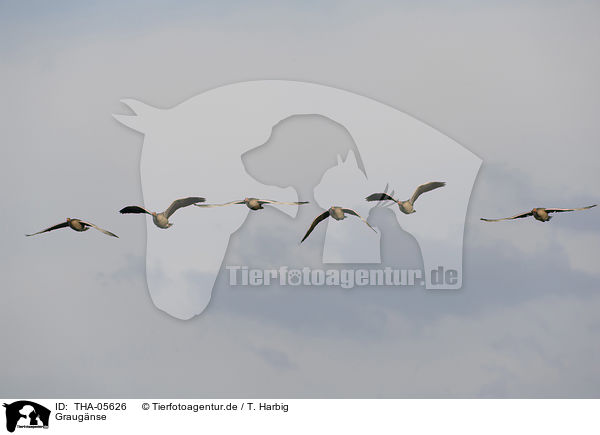 Graugnse / greylag geese / THA-05626