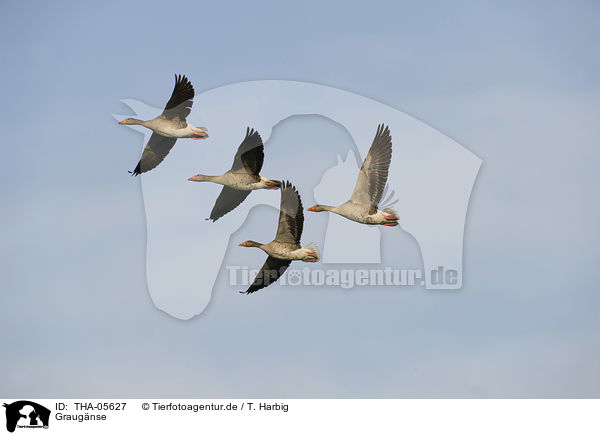 Graugnse / THA-05627