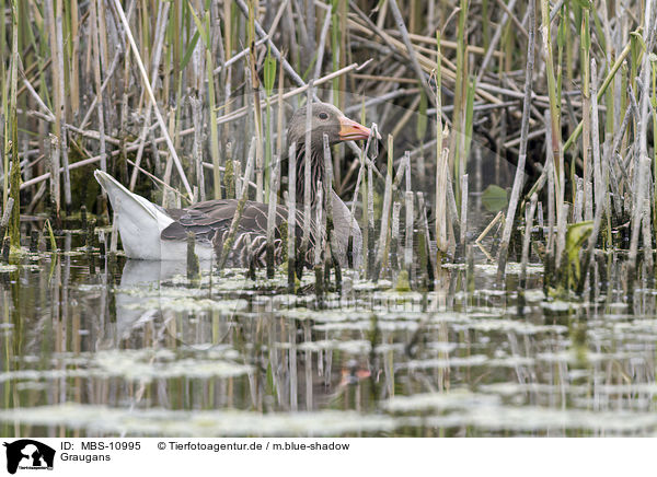 Graugans / MBS-10995