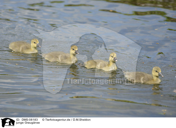 junge Graug�nse / DMS-08183