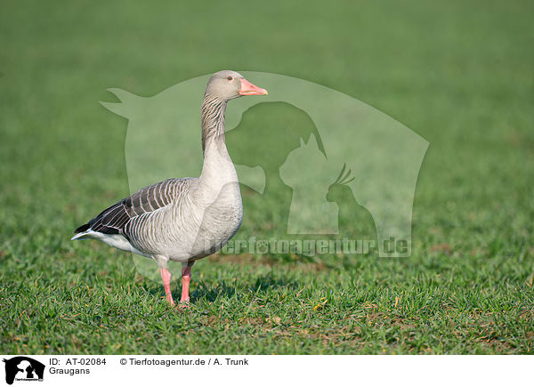 Graugans / greylag goose / AT-02084