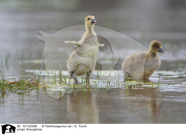 junge Graugnse / young greylag geese / AT-02086