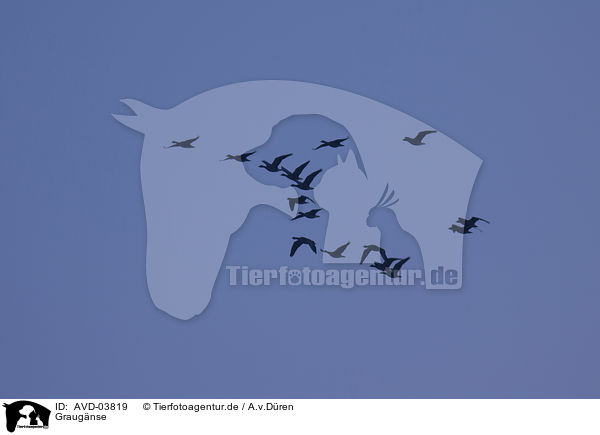 Graug�nse / AVD-03819