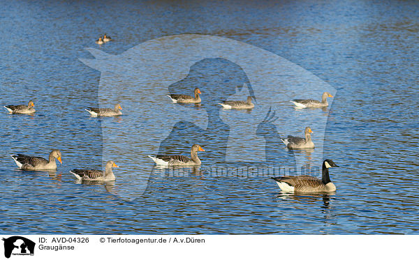 Graugnse / greylag geese / AVD-04326
