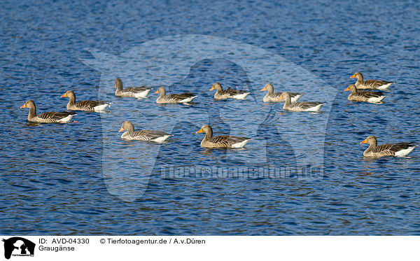 Graugnse / greylag geese / AVD-04330