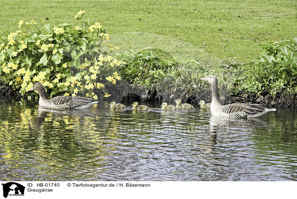 Graugnse / greylag geese / HB-01740