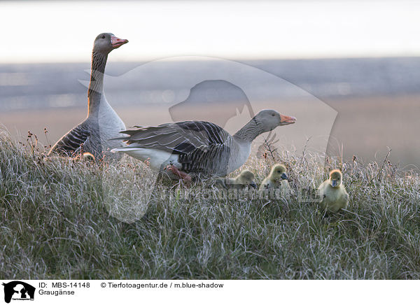 Graugnse / greylag geese / MBS-14148
