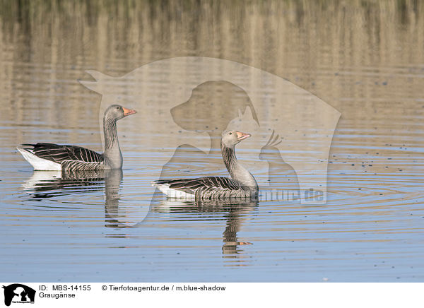 Graugnse / MBS-14155