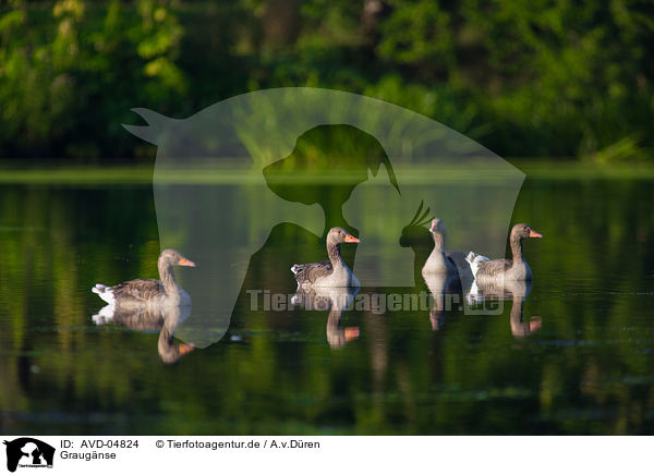 Graugnse / AVD-04824