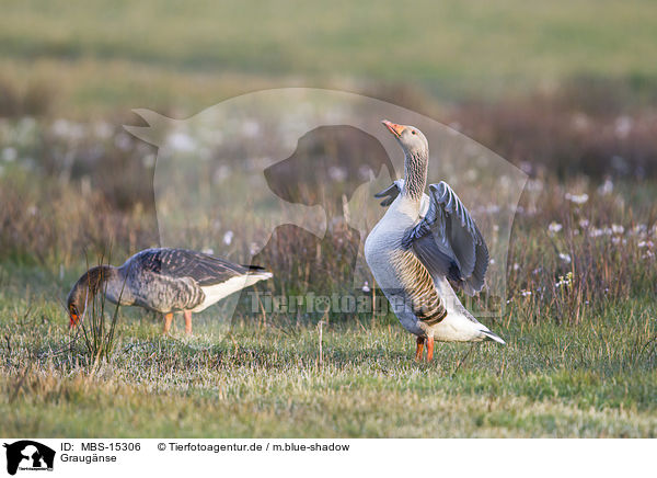 Graugnse / greylag geese / MBS-15306
