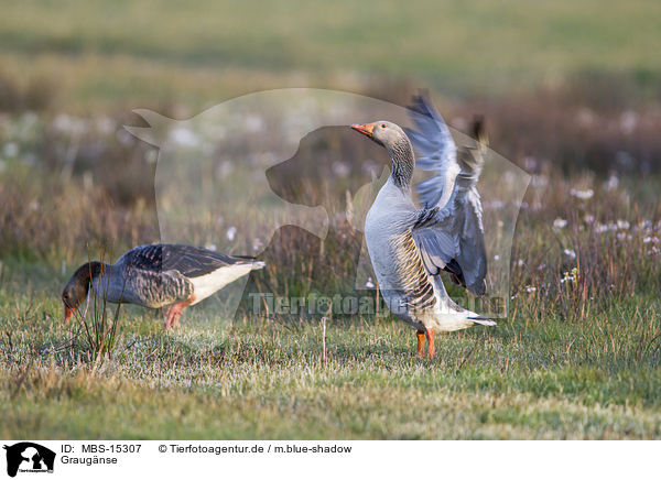 Graugnse / greylag geese / MBS-15307