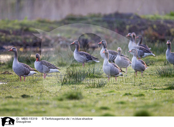 Graug�nse / MBS-15319