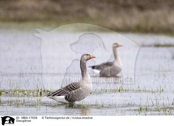 Graug�nse / MBS-17658