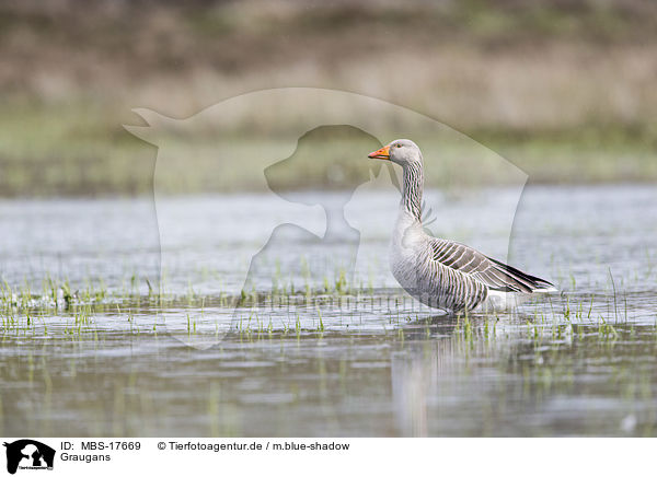 Graugans / MBS-17669