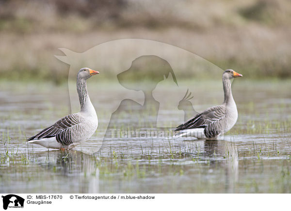Graug�nse / MBS-17670