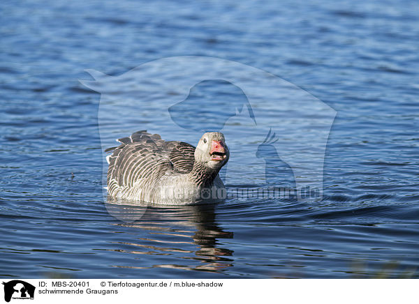 schwimmende Graugans / MBS-20401
