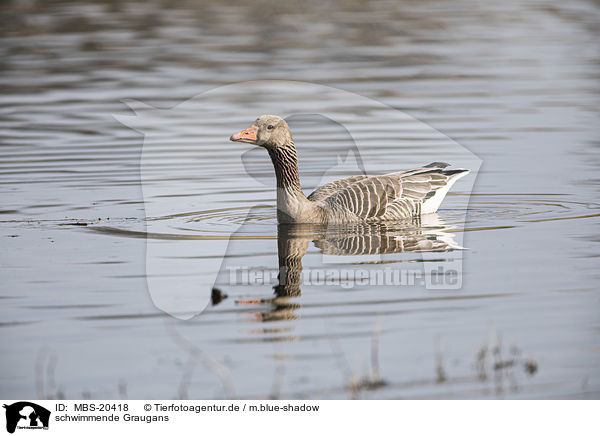 schwimmende Graugans / swimming Greylag Goose / MBS-20418