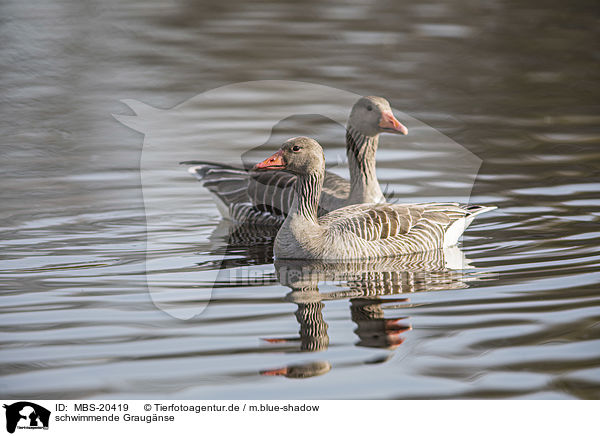 schwimmende Graugnse / swimming Greylag Geese / MBS-20419