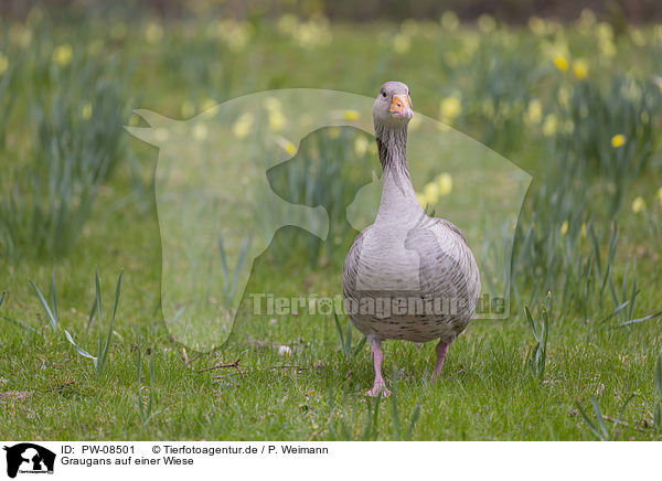 Graugans auf einer Wiese / Greylag Goose on a meadow / PW-08501