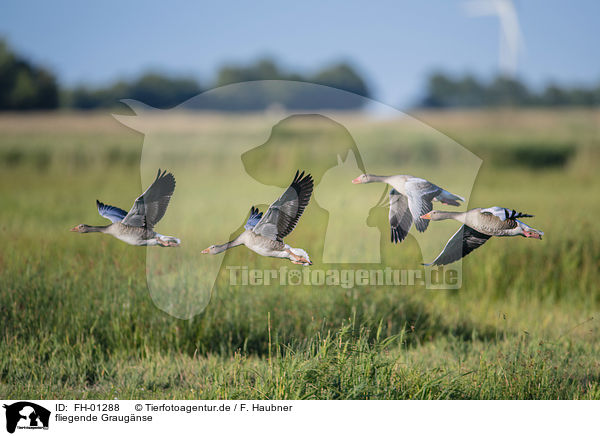 fliegende Graugnse / flying Greylag Geese / FH-01288