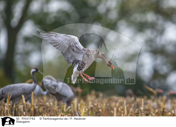 Graugans / greylag goose / FH-01742