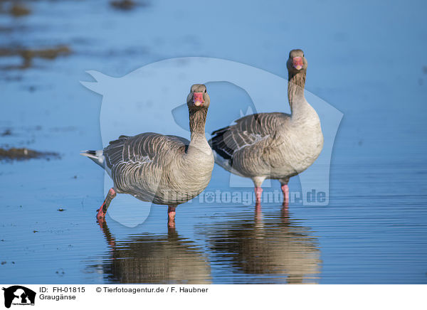 Graugnse / greylag geese / FH-01815