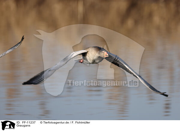 Graugans / FF-11237