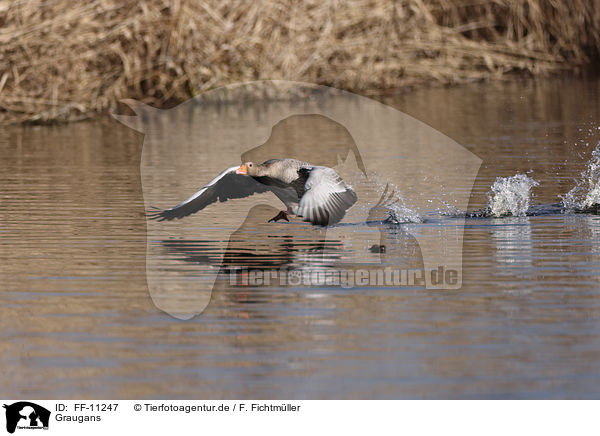 Graugans / greylag goose / FF-11247
