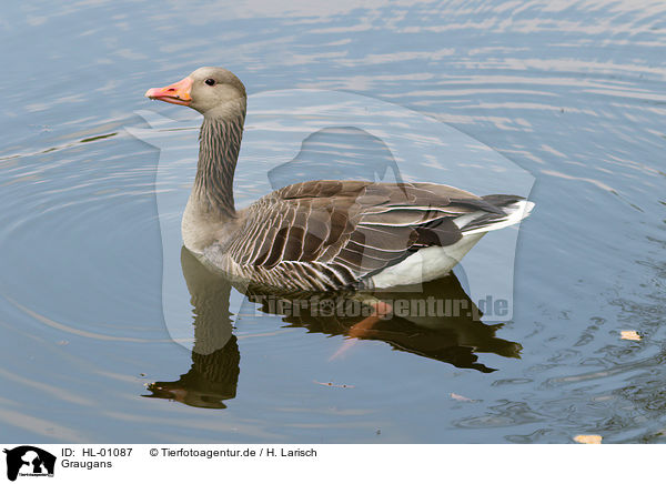 Graugans / greylag goose / HL-01087