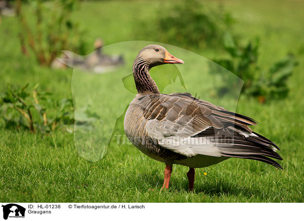 Graugans / HL-01238