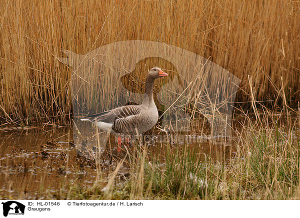 Graugans / greylag goose / HL-01546