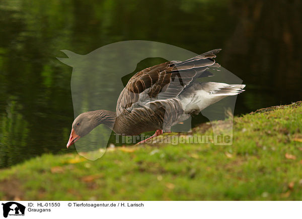 Graugans / greylag goose / HL-01550
