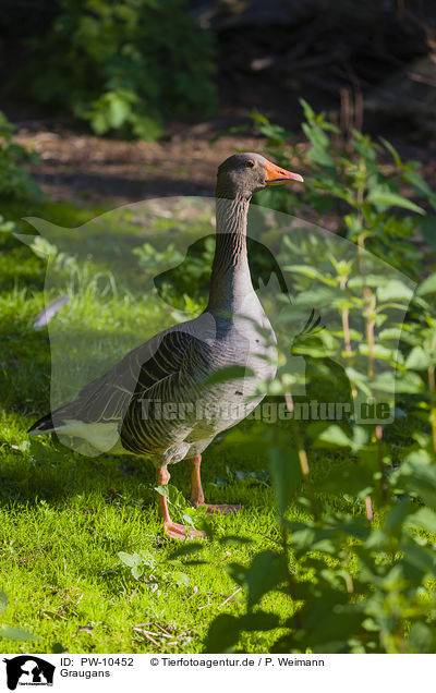 Graugans / greylag goose / PW-10452