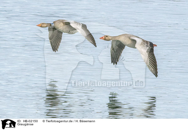Graugnse / greylag geese / HB-02150