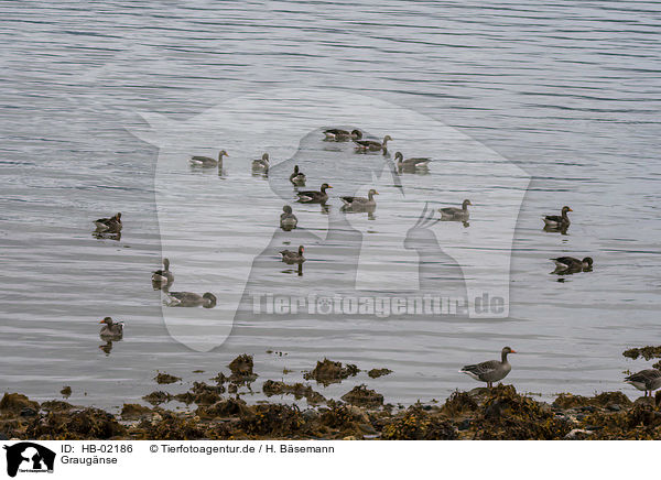 Graugnse / greylag geese / HB-02186