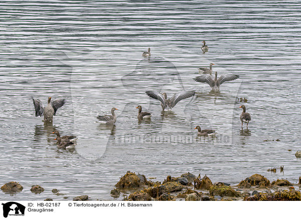 Graugnse / greylag geese / HB-02187