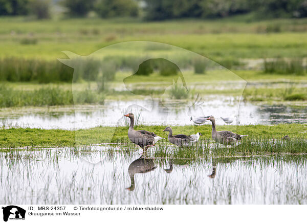 Graugnse im Wasser / Grey geese in water / MBS-24357
